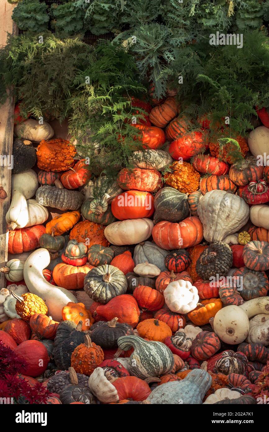 Le zucche si accatastavano come decorazione Foto Stock