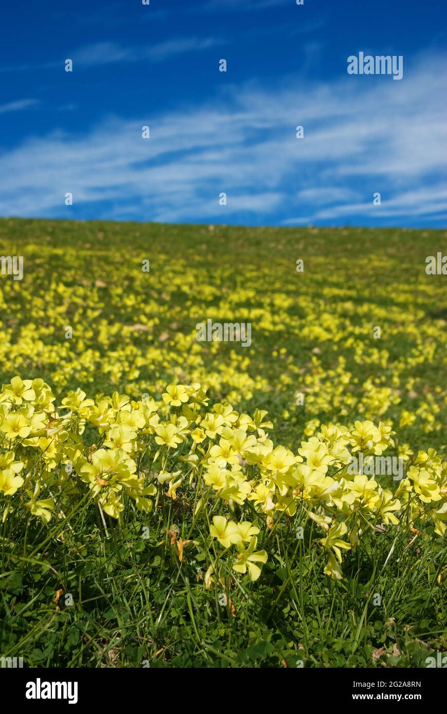 prato di trifoglio giallo in fiore Foto Stock