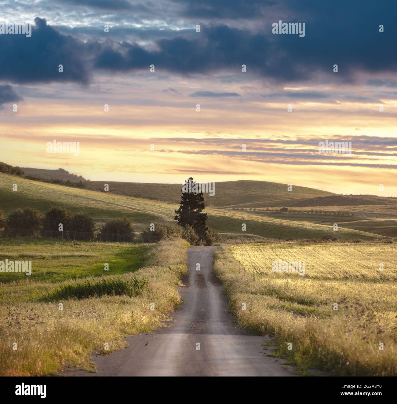 paesaggio rurale con percorso rettilineo attraverso campi con albero solitario all'alba Foto Stock