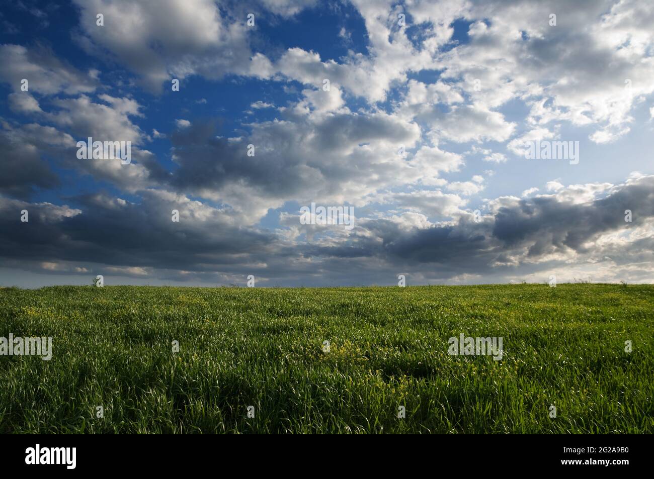 paesaggio per erba verde e cielo drammatico Foto Stock