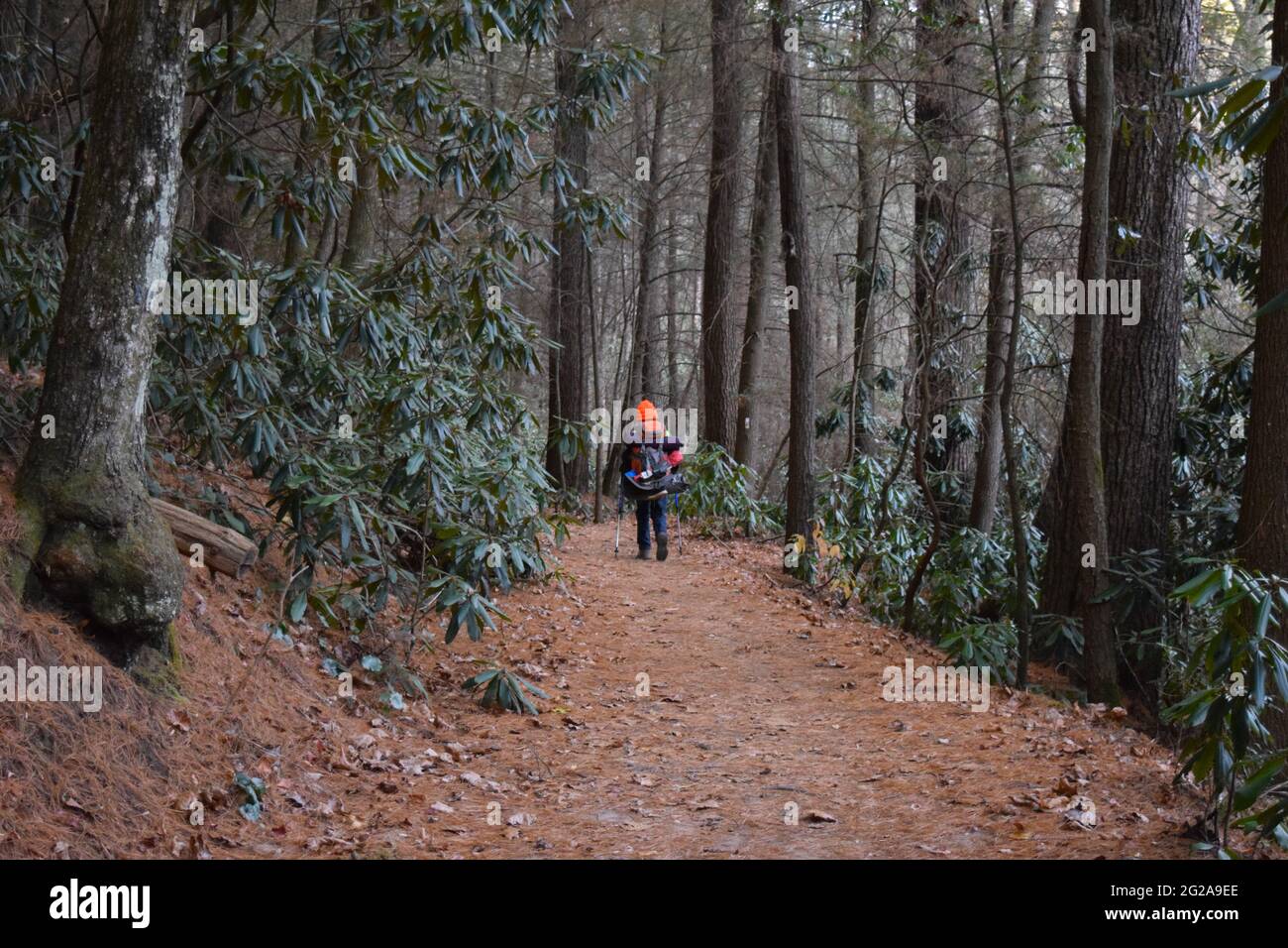 Sentiero Appalachiano escursionistico da tre forche a Springer Mountain Foto Stock