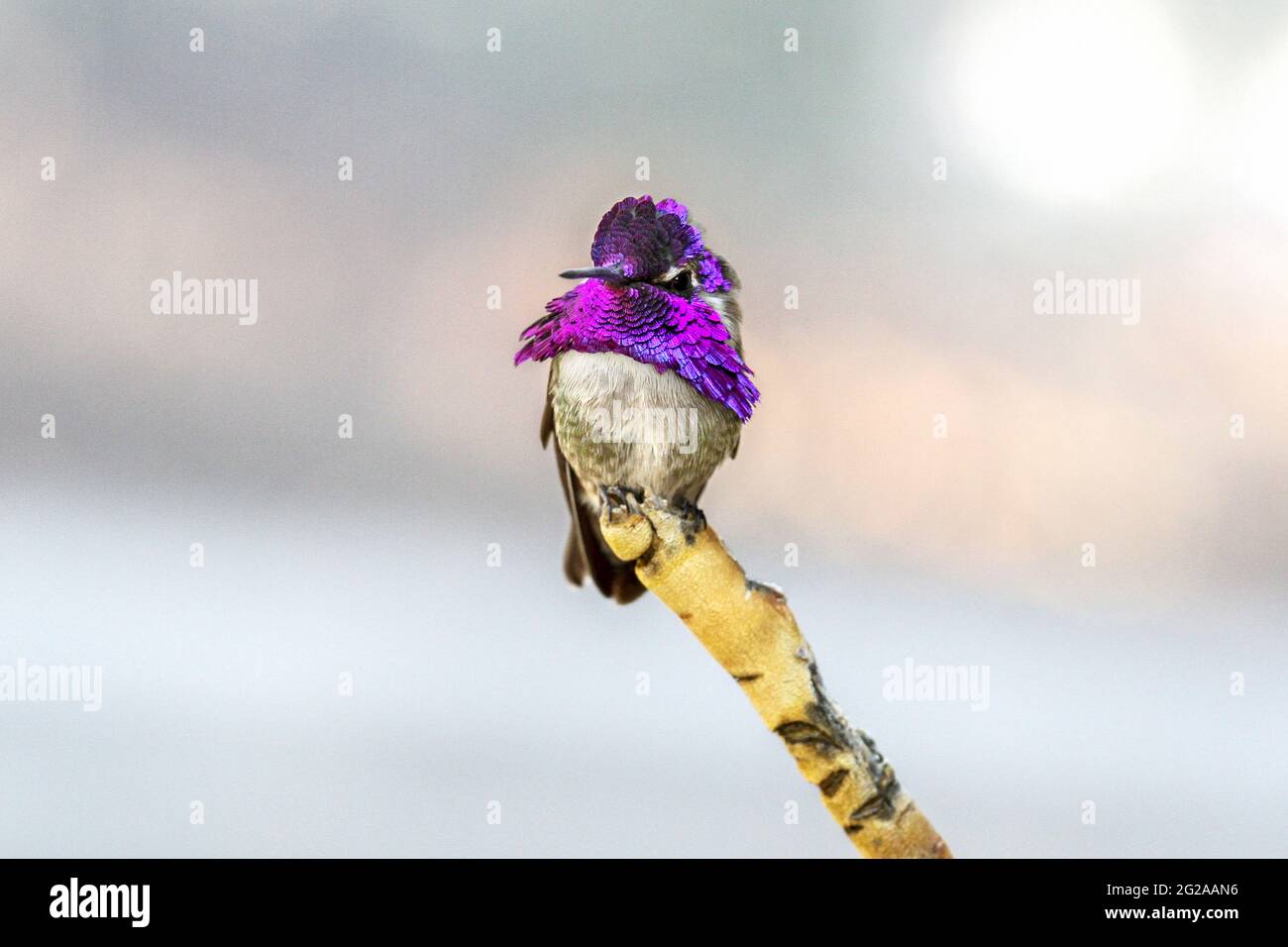 Sulla punta di un singolo ramo si erge un colibrì di un colorato maschio Costa, con un cappuccio viola e una gola vibranti e iridescenti, che guarda la telecamera con h. Foto Stock