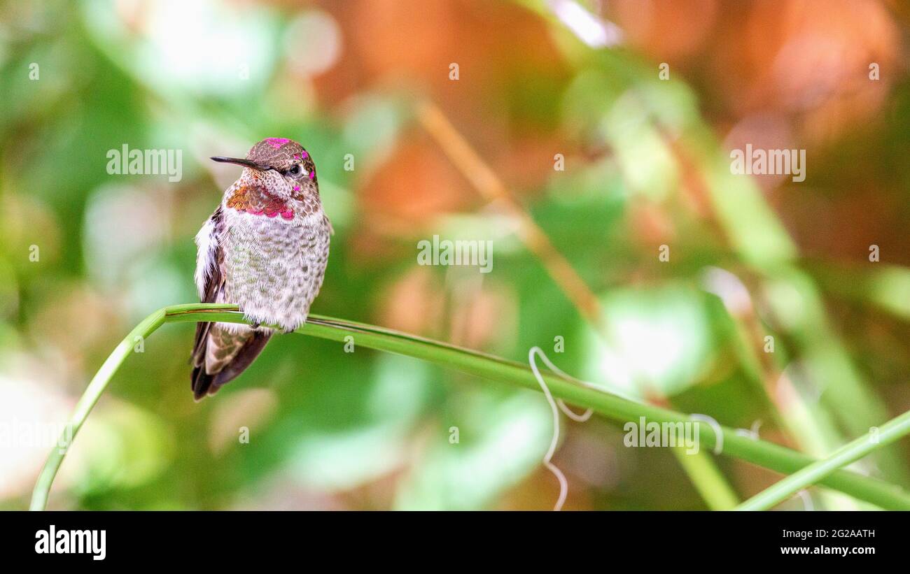 Il colibrì del giovane maschio Costa con la corona in via di sviluppo e Gorget Feathers.Panorama di un colibrì del giovane maschio Costa. Foto Stock