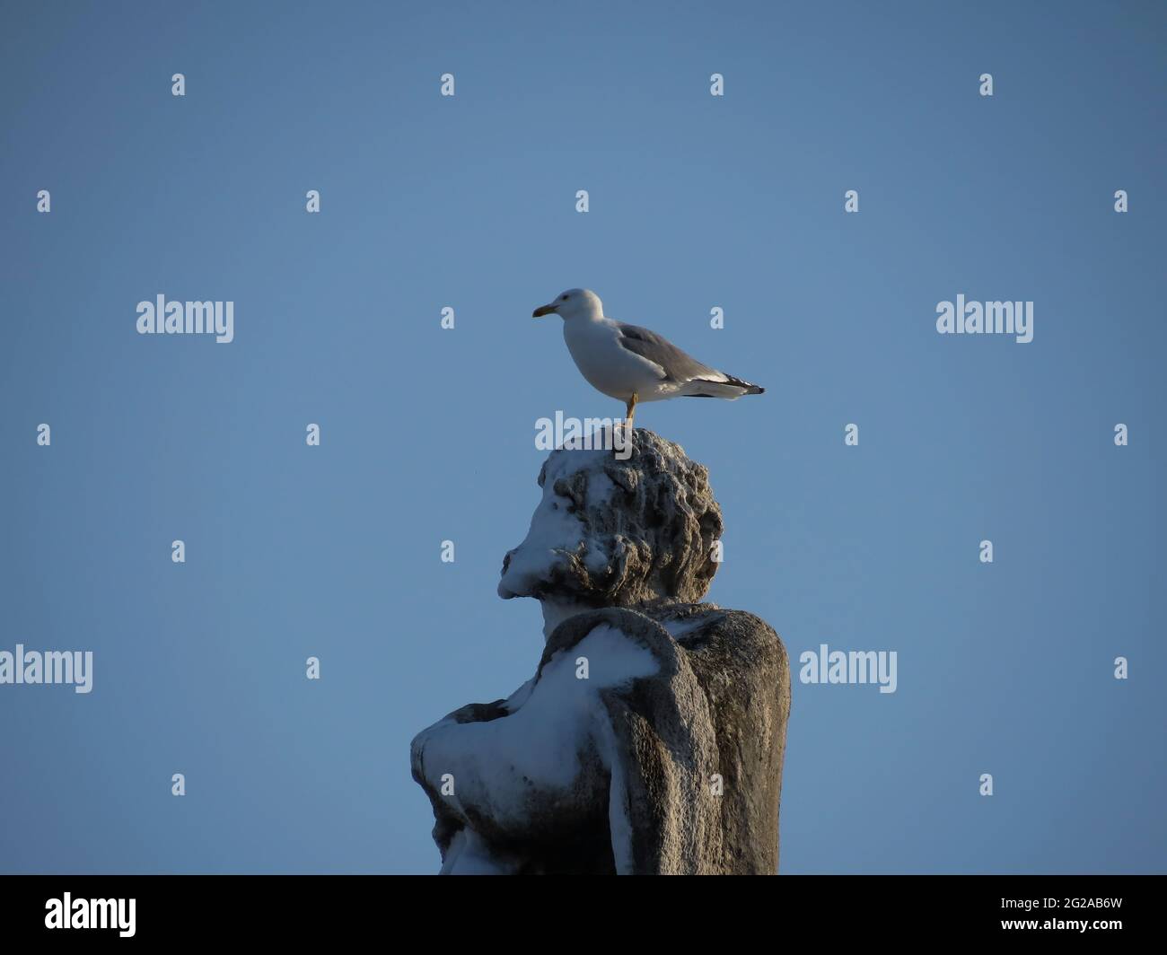 Gabbiano sopra una testa della statua coperta di neve in Piazza San Pietro, Roma Foto Stock