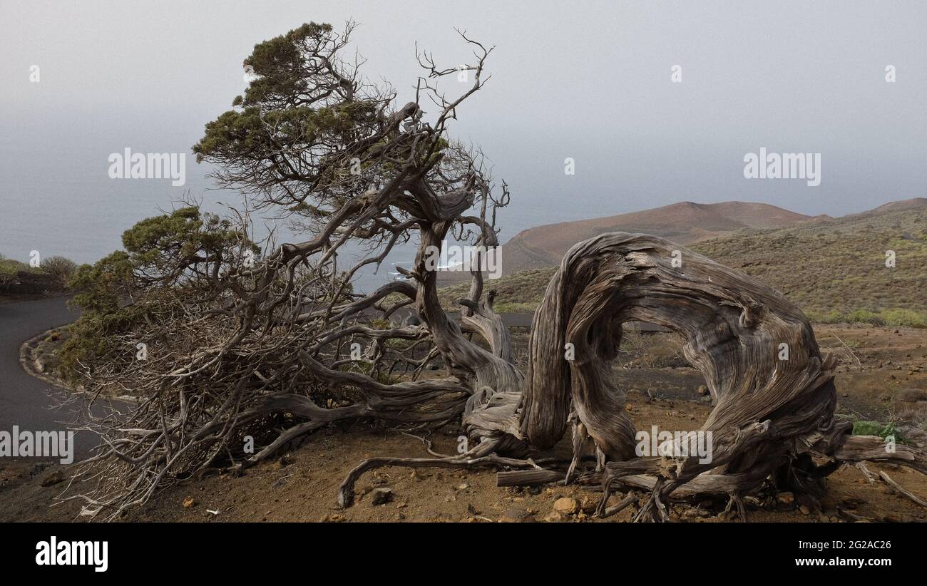 Un savin (juniperus sabina), piegato per effetto dei venti commerciali costanti, a El Hierro, Isole Canarie. È diventato il simbolo dell'isola Foto Stock