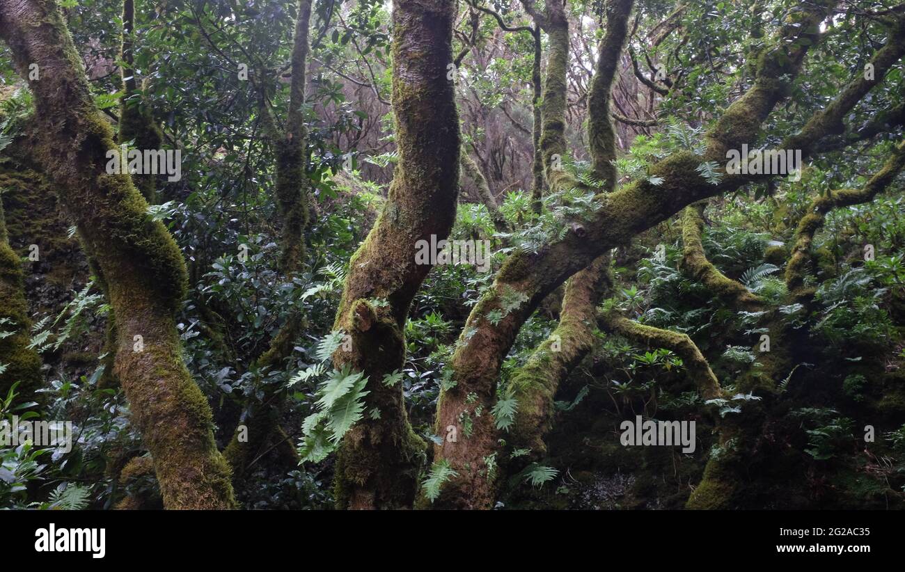 El Hierro, Spagna. Garoé, l'albero sacro dei Bimbaches, gli aborigeni di el Hierro. Foto Stock