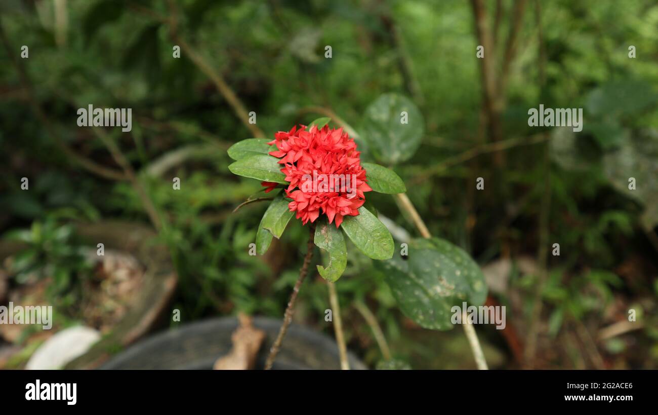 Primo piano di un gruppo di fiori di geranio (Ixora coccinea) nella giungla rossa nel giardino Foto Stock