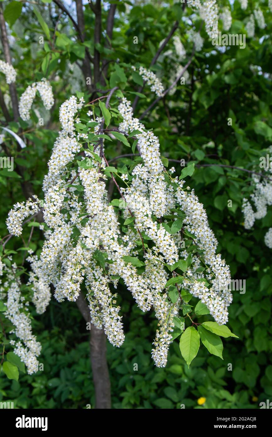 Fiori bianchi e rami di giardino uccello ciliegio primo piano Foto Stock