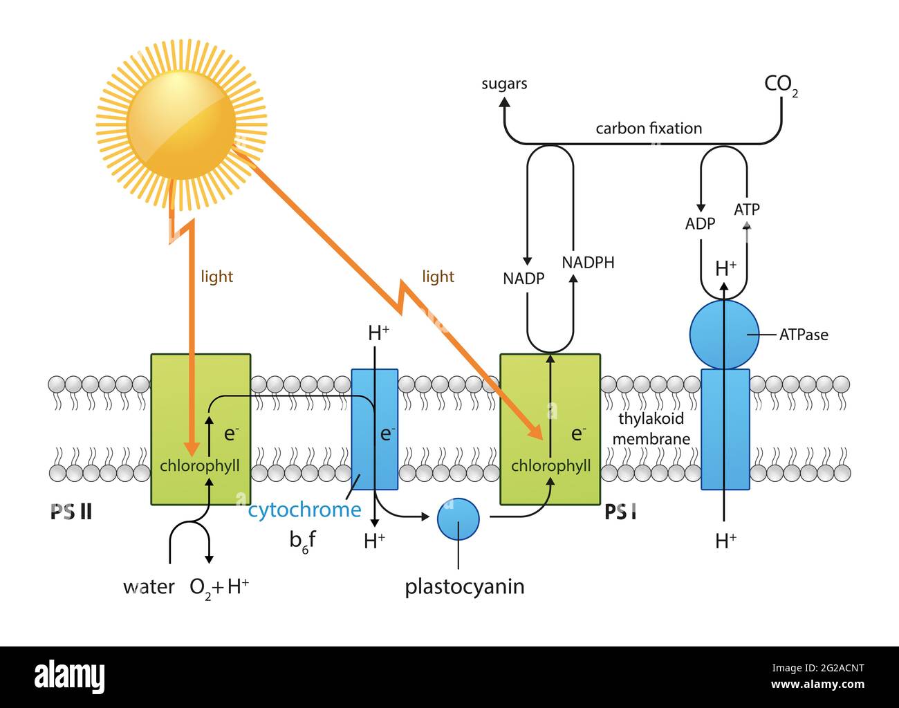 Fotosintesi diagramma di processo illustrazione disegno equazione -co2 -02 clorofilla, luce solare, acqua, piante Foto Stock
