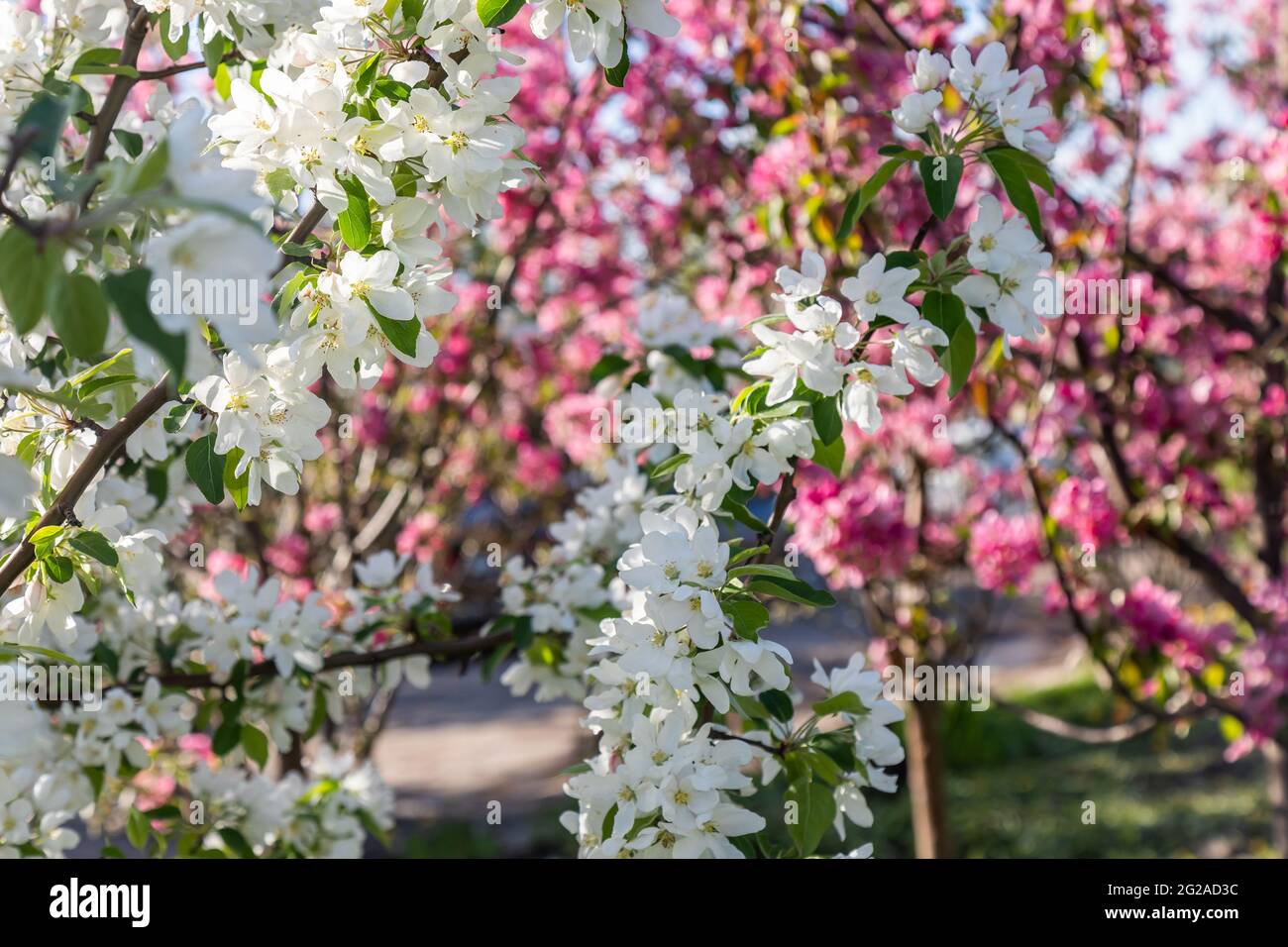 grandi fiori bianchi e rosa di un albero di mele da giardino Foto Stock
