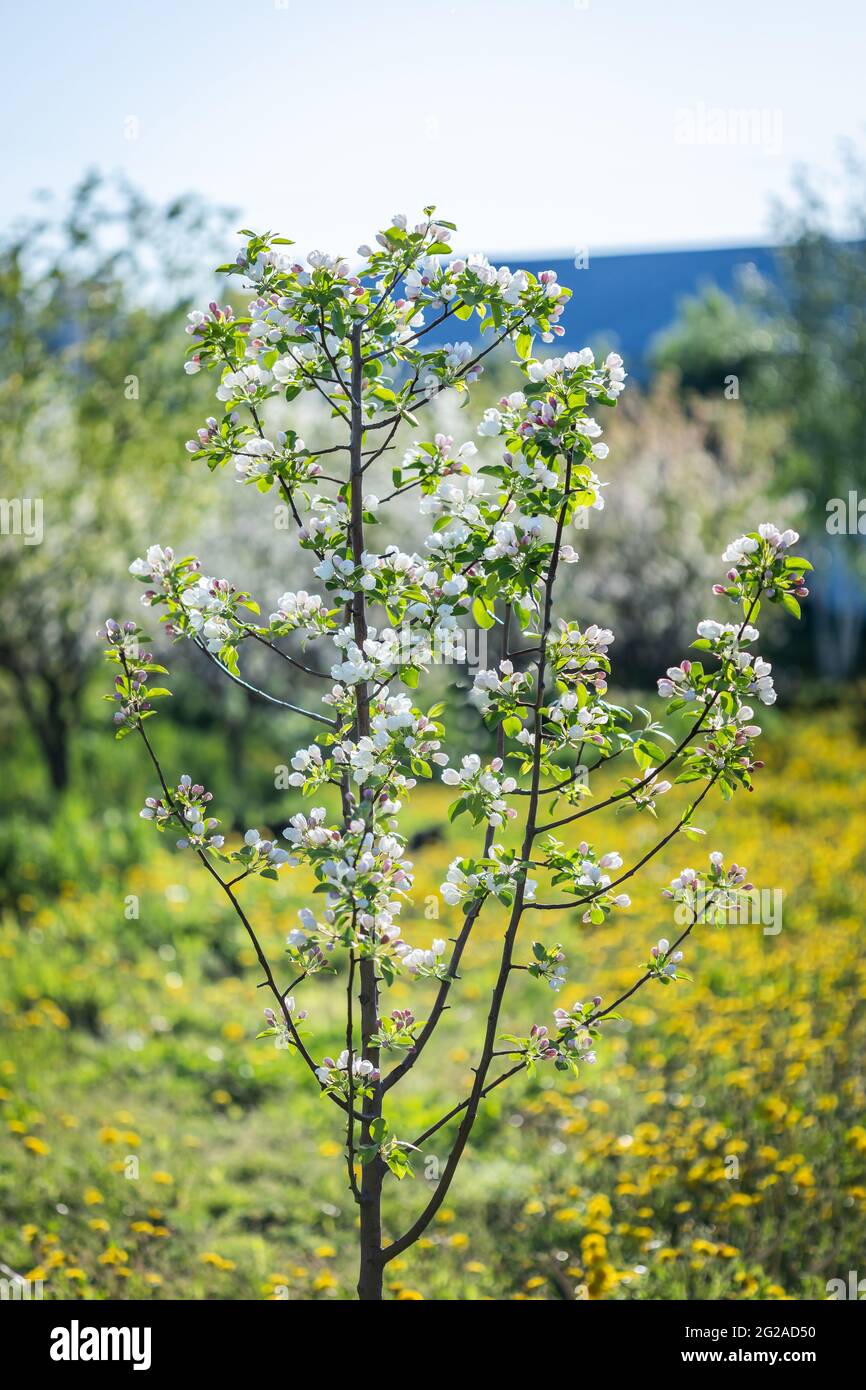 grandi fiori bianchi e rosa di un albero di mele da giardino Foto Stock