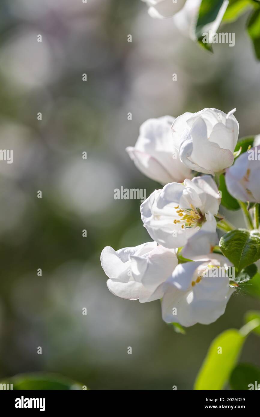 grandi fiori bianchi e rosa di un albero di mele da giardino Foto Stock