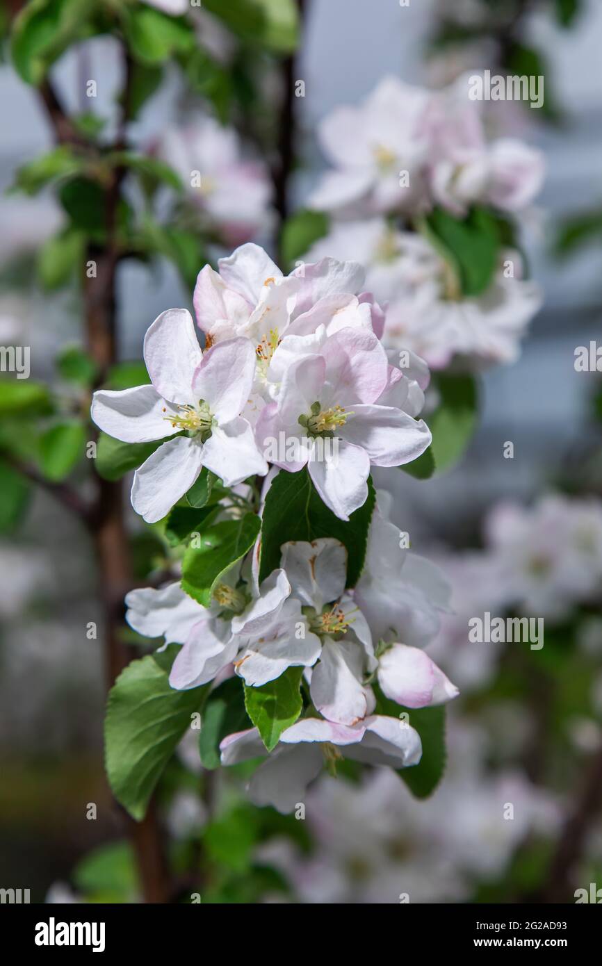 grandi fiori bianchi e rosa di un albero di mele da giardino Foto Stock