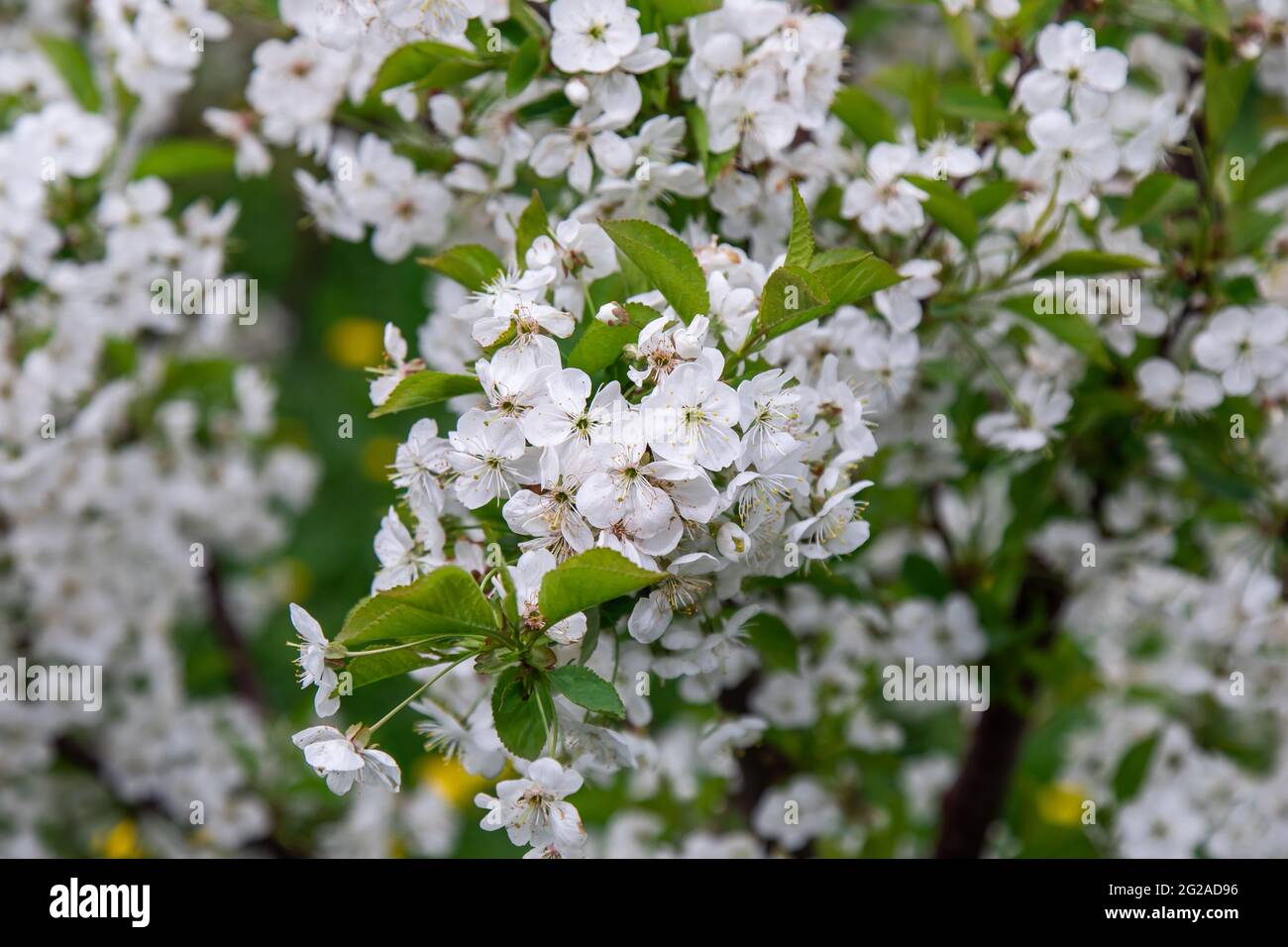 grandi fiori bianchi e rosa di un albero di mele da giardino Foto Stock