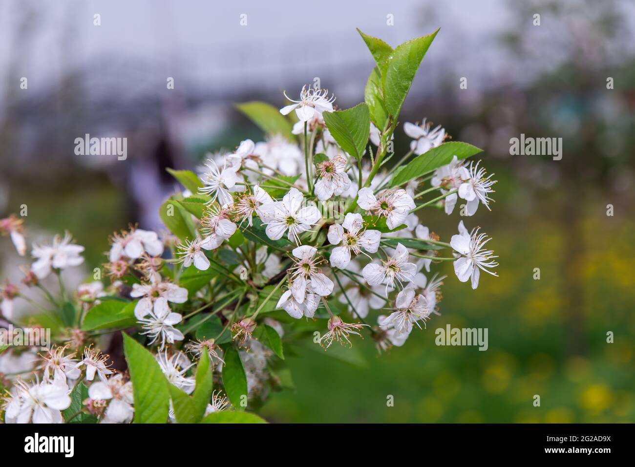 grandi fiori bianchi e rosa di un albero di mele da giardino Foto Stock
