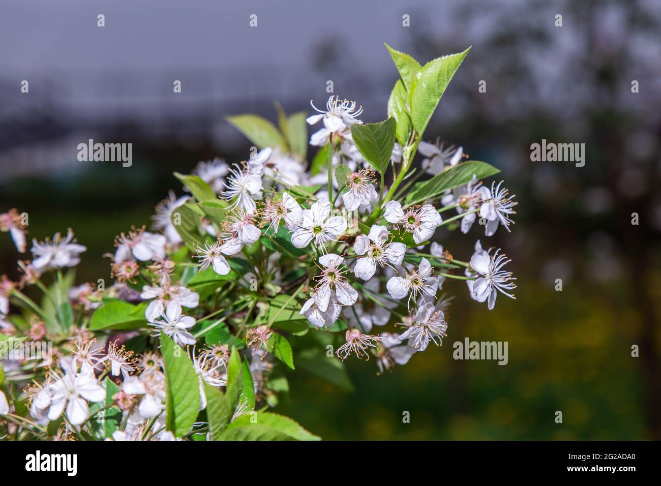 grandi fiori bianchi e rosa di un albero di mele da giardino Foto Stock