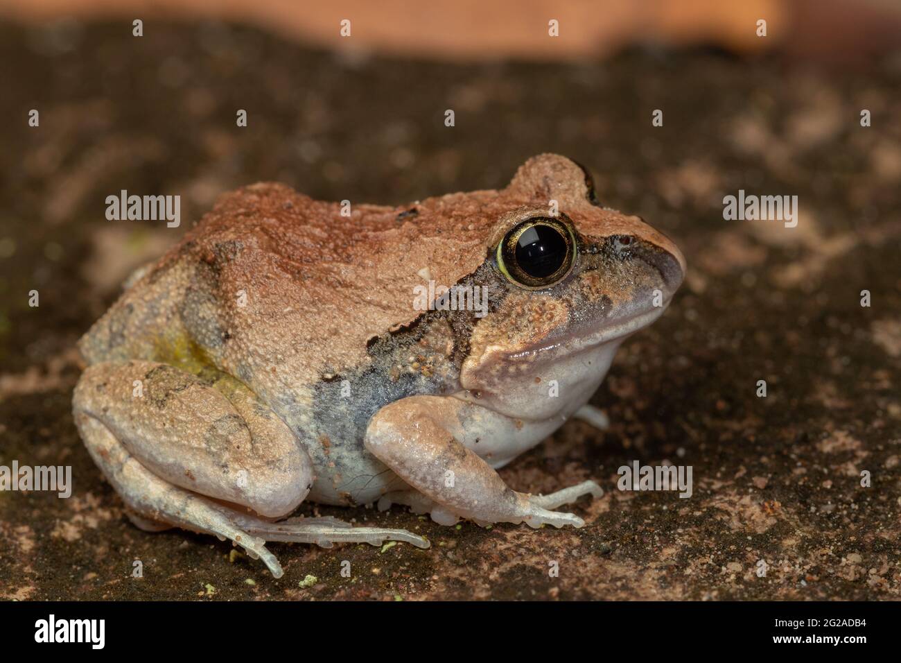 Primo piano di una rana burrowing ornata (Platyplectrum ornatum). Ravenshoe, Queensland, Australia Foto Stock