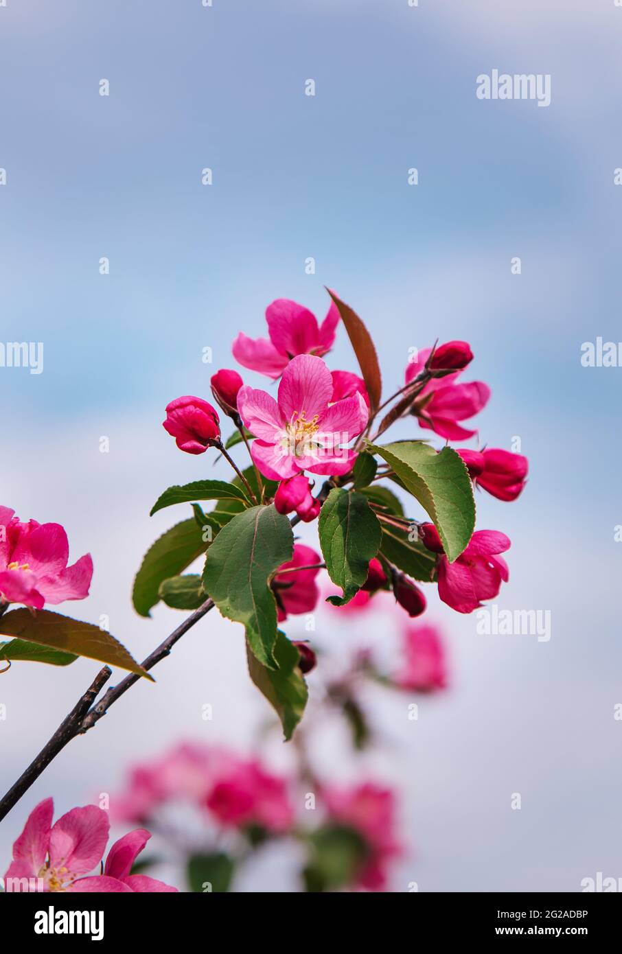 rami di un albero di mele da giardino con grandi fiori rosa Foto Stock