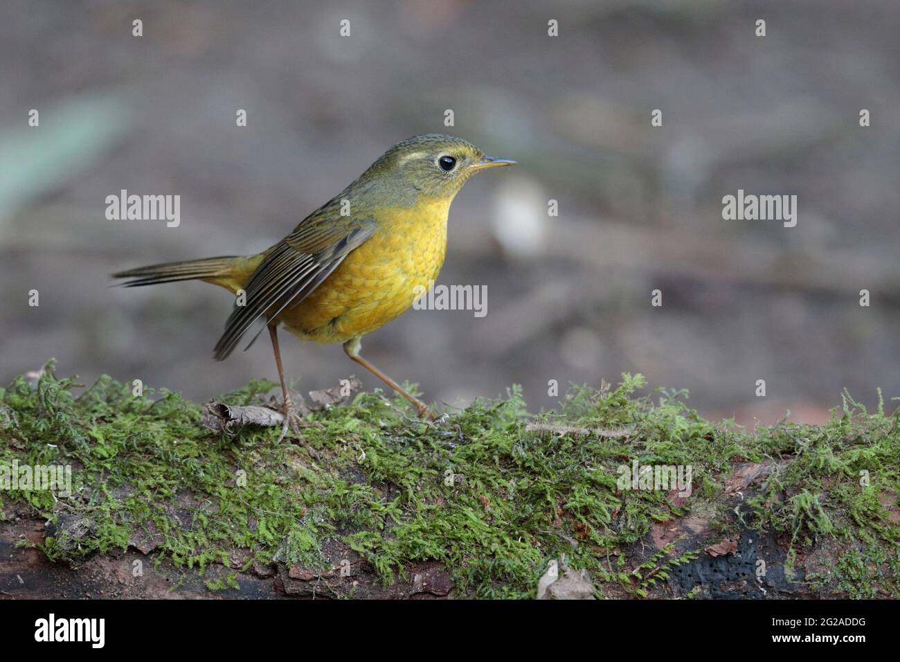 Golden Bush-Robin (Tarsiger chrysaeus), femmina, Jailigongshan, Yunnan occidentale, Cina 2 gennaio 2019 Foto Stock