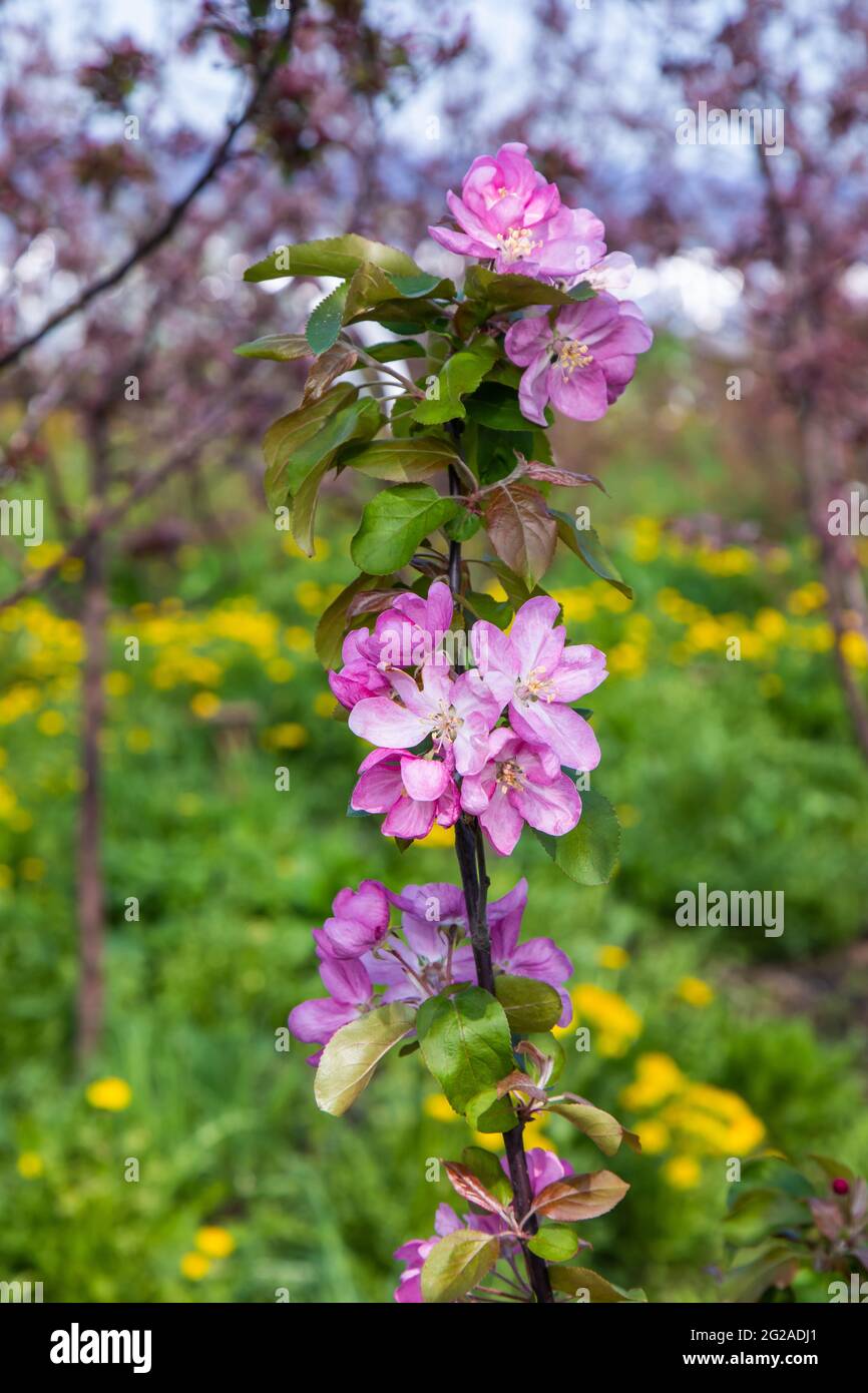 rami di un albero di mele da giardino con grandi fiori rosa Foto Stock