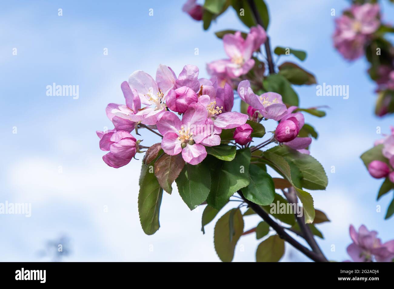 rami di un albero di mele da giardino con grandi fiori rosa Foto Stock