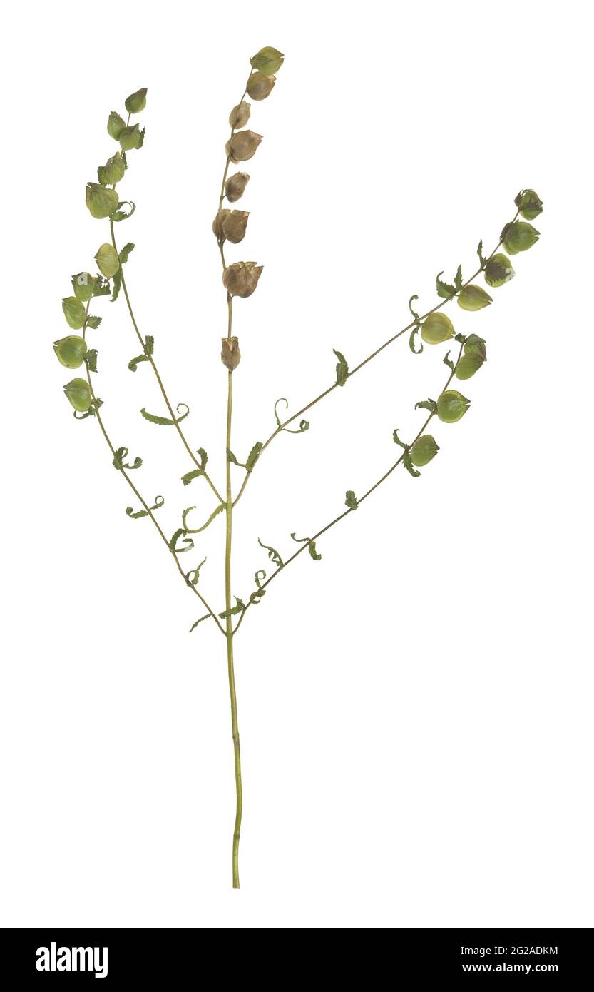 Sonaglino soffiato a foglie strette, Rhinanthus angustifolius isolato su sfondo bianco Foto Stock