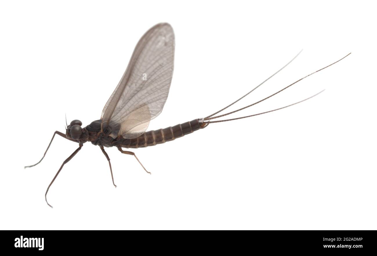 Pronggill mayfly, Leptophlebia vespertina isolato su sfondo bianco Foto Stock