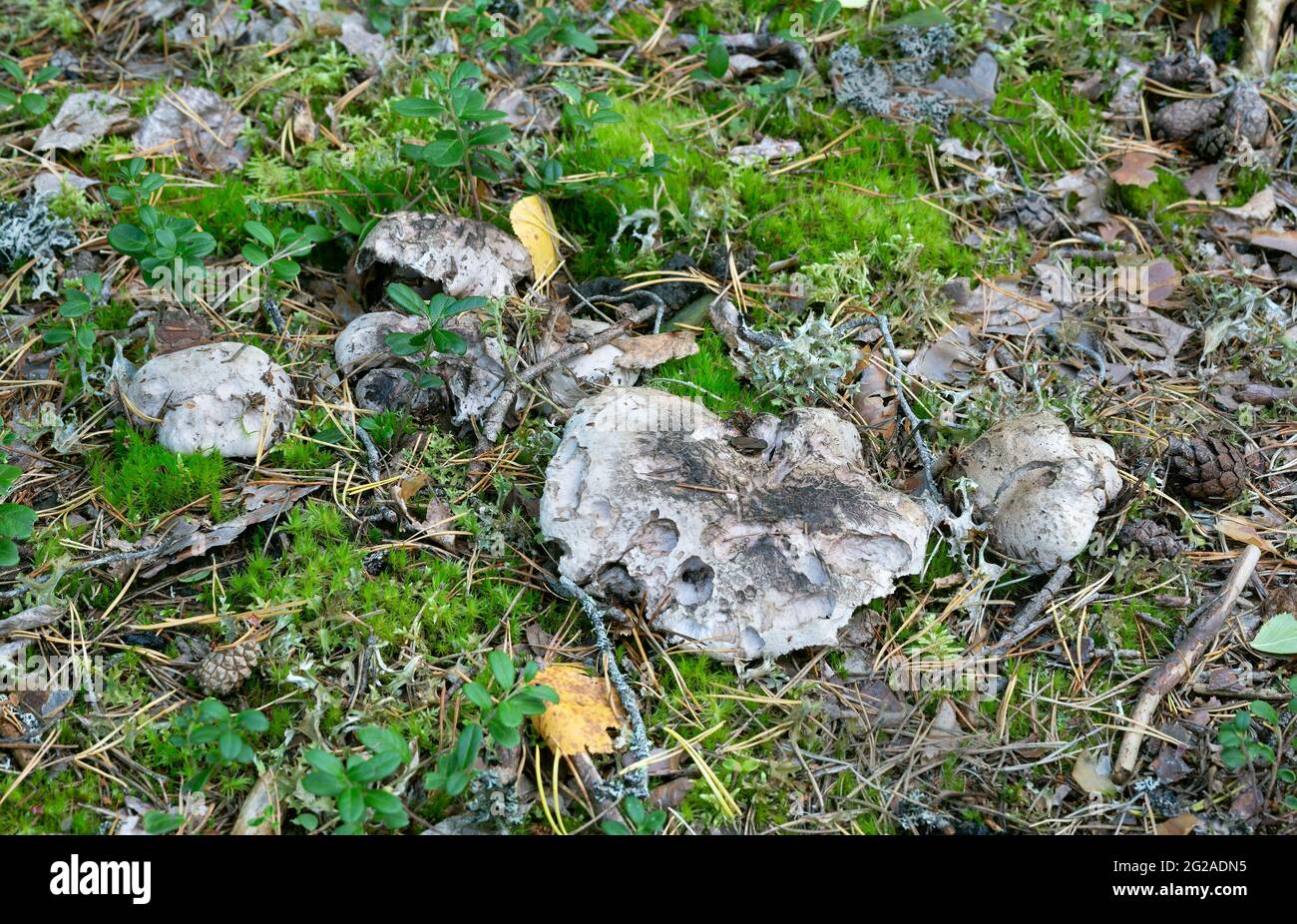 Falsebolete grigio, Boletopsis grisea che cresce a terra tra muschi in ambiente conifero Foto Stock