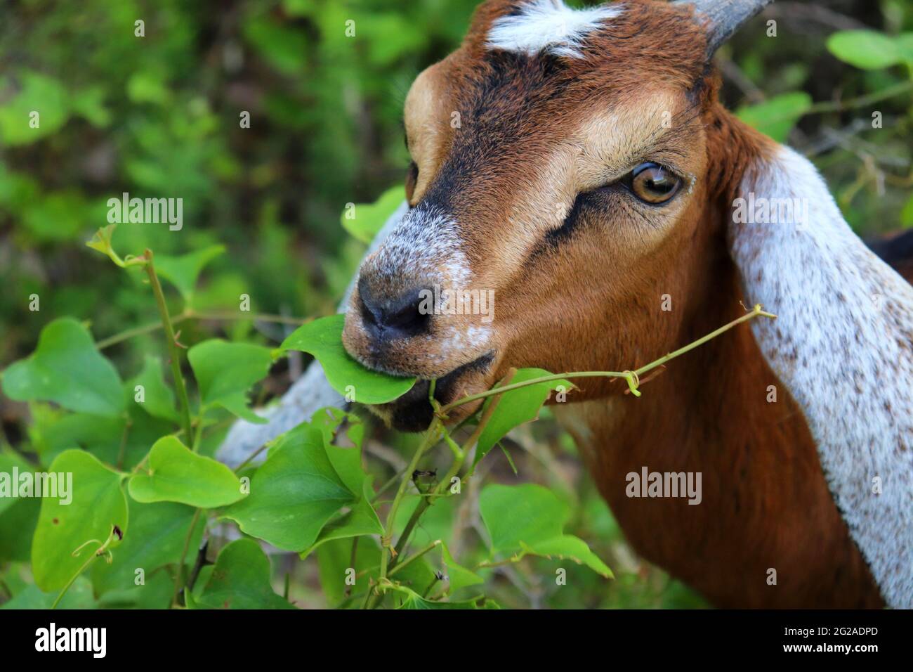 capra bambino che mangia il cespuglio spinoso Foto Stock