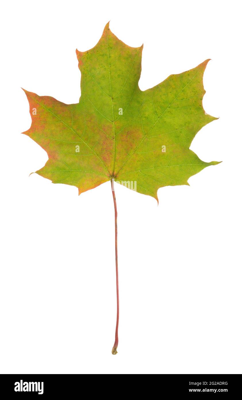 Acero norvegese, foglia Acer platanoides in colori autunnali isolato su sfondo bianco Foto Stock