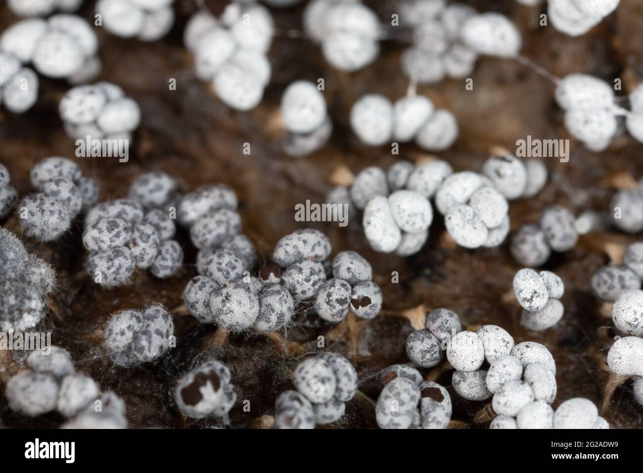 Slime muffa, Physarum confertum che cresce su aspen, legno di Topulus tremula fotografato con grande ingrandimento Foto Stock