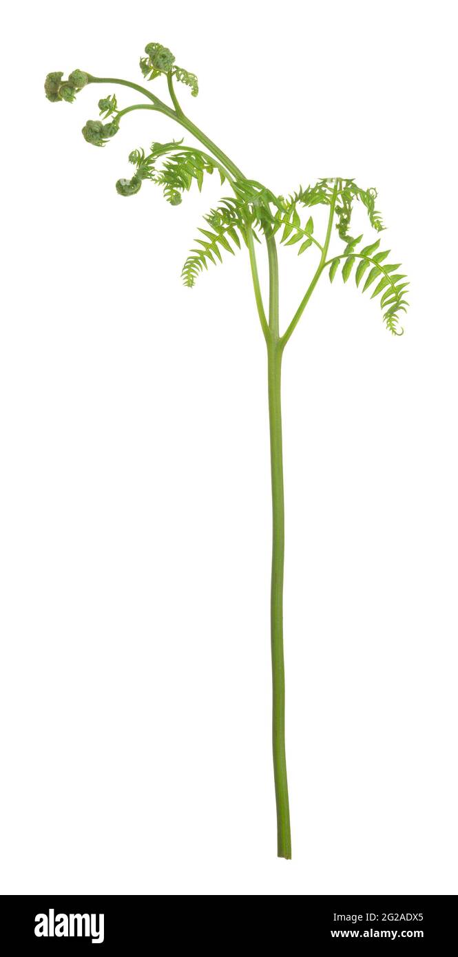 Felce di aquila, pianta di aquilinum di Pteridium isolata su sfondo bianco Foto Stock