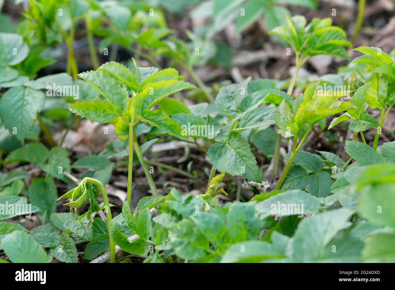 Giovane anziano di terra, piante di podagraria di Aegopodium Foto Stock