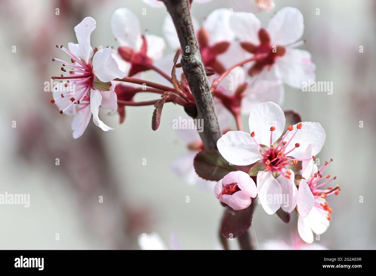 Delicati fiori di ciliegio sabbioso in fiore in primavera Foto Stock