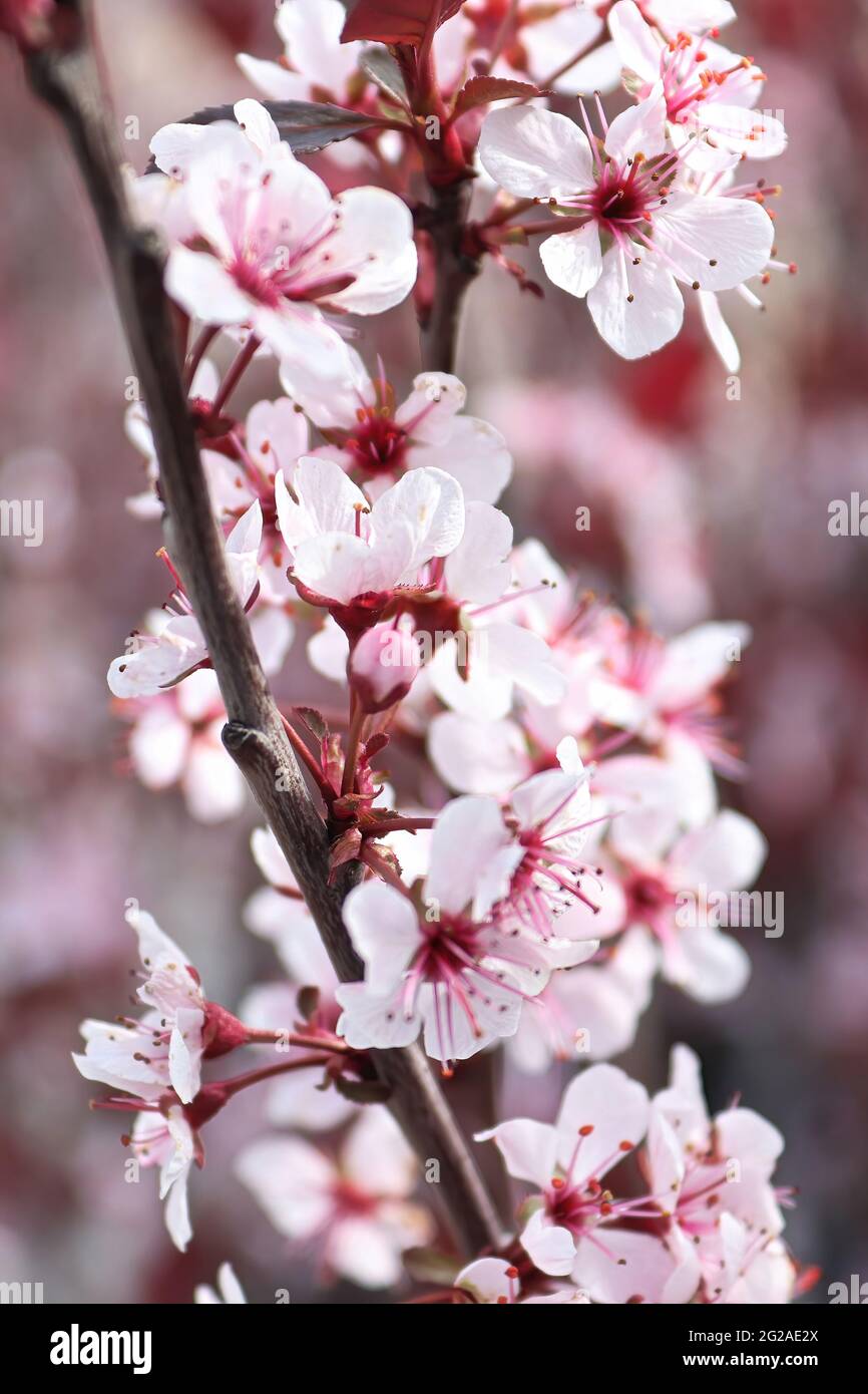 Verticale di fiori di ciliegio di sabbia che fioriscono in primavera Foto Stock