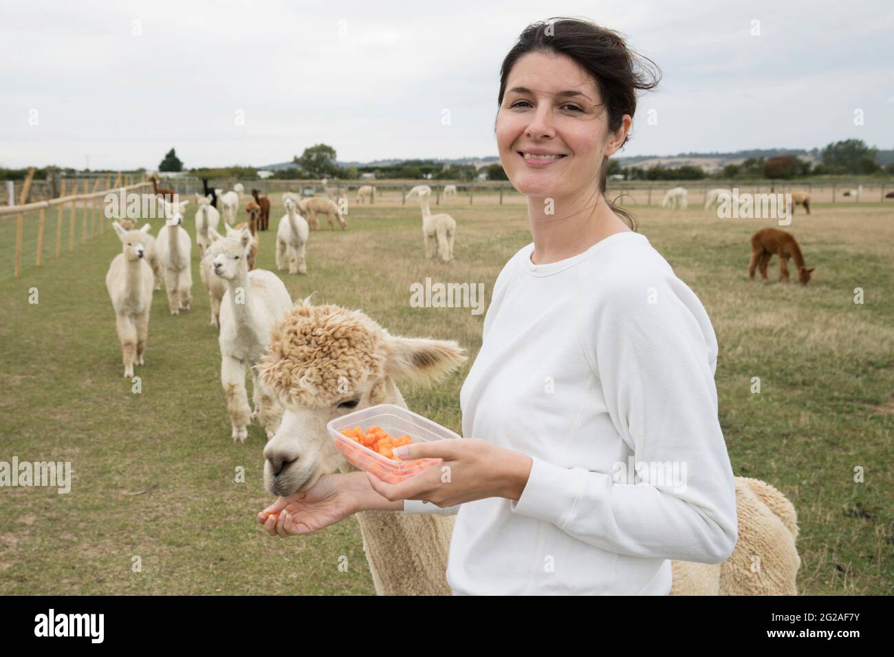 Una donna che alimenta gli alpaca in un campo Foto Stock