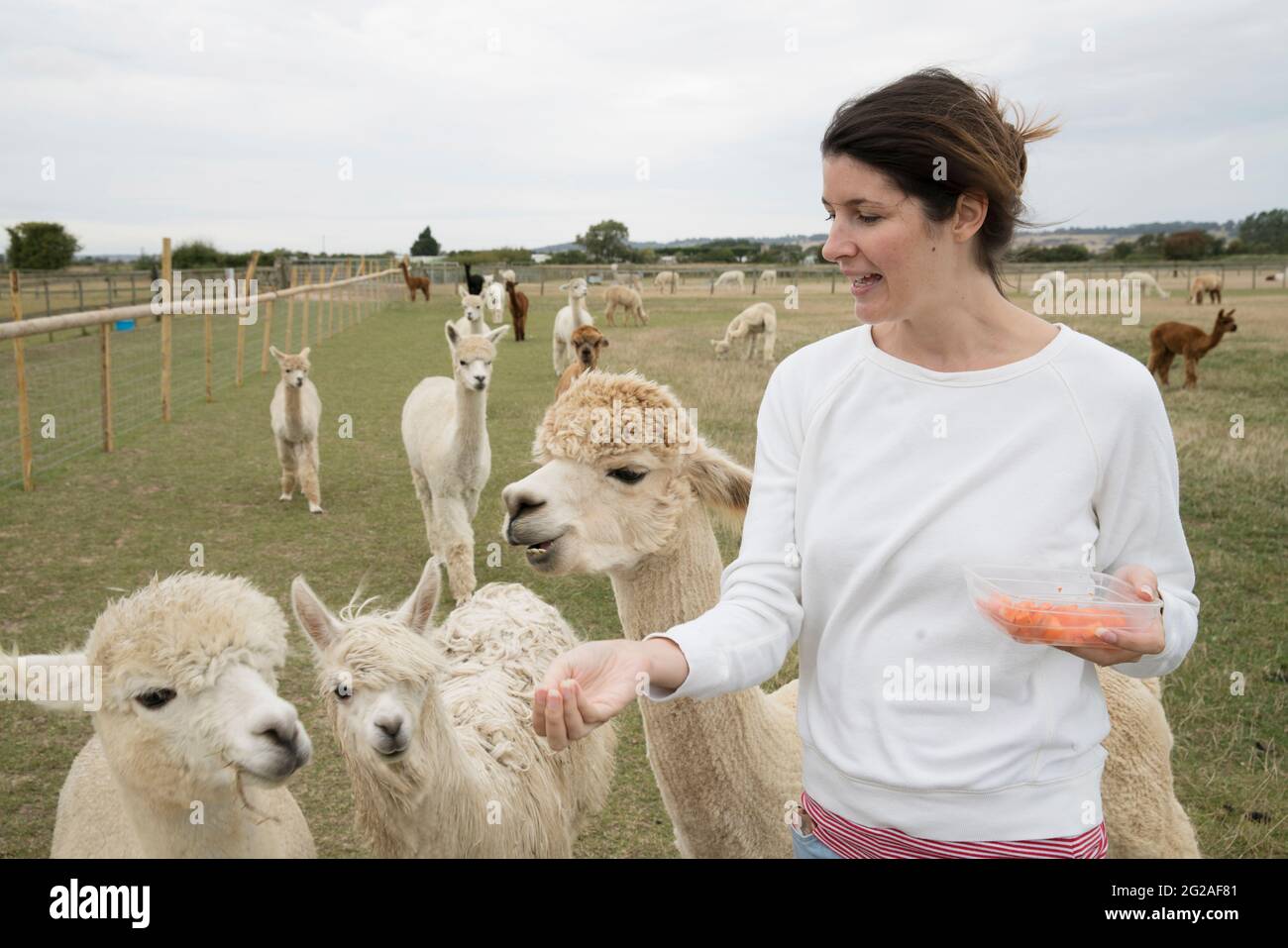 Una donna che alimenta gli alpaca in un campo Foto Stock