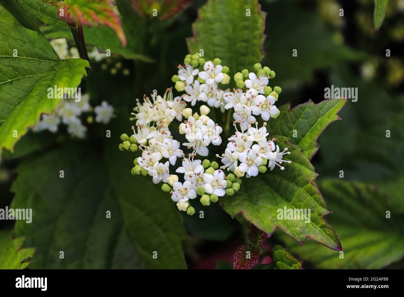 Closeup di fiori su un arbusto di viburnum Arrowwood Foto Stock