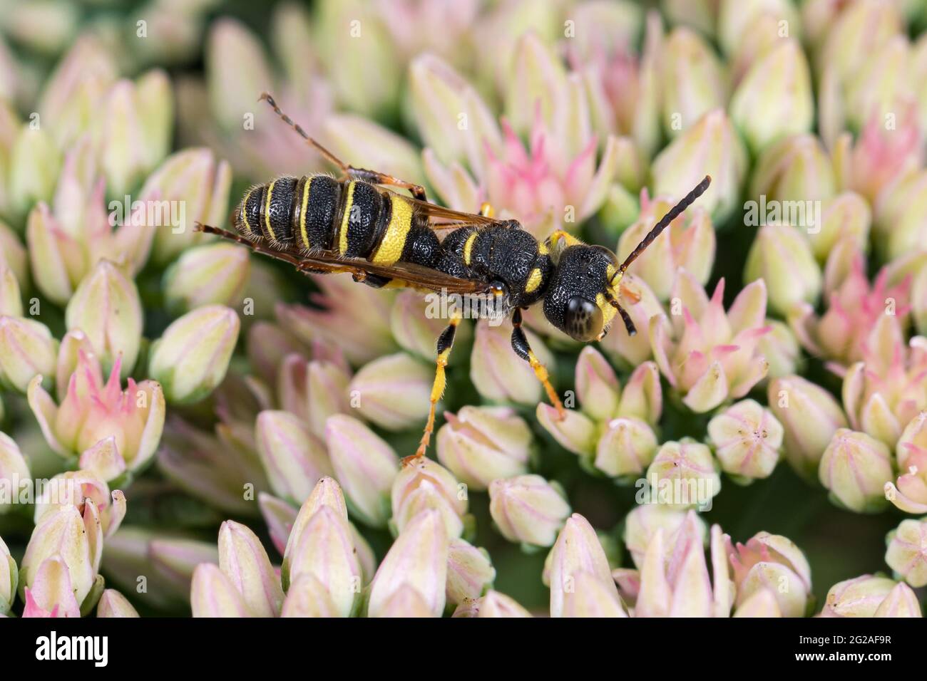 Wasp di weivil che si alimenta su nettare dalla pianta di Sedum. Concetto di insetto e conservazione della fauna selvatica, conservazione dell'habitat, e giardino fiorito cortile Foto Stock