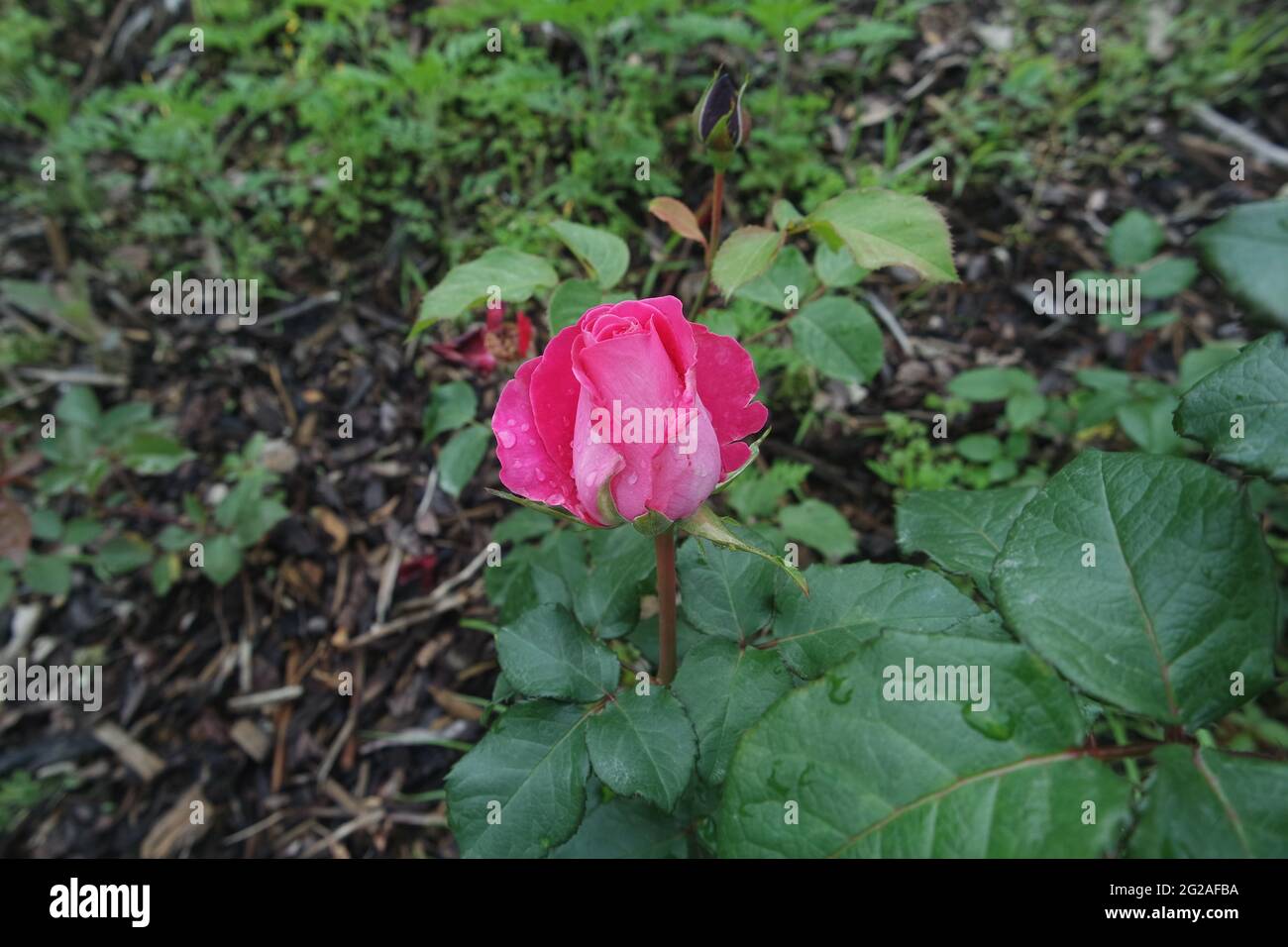 Fiori rosa freschi con foglie Foto Stock