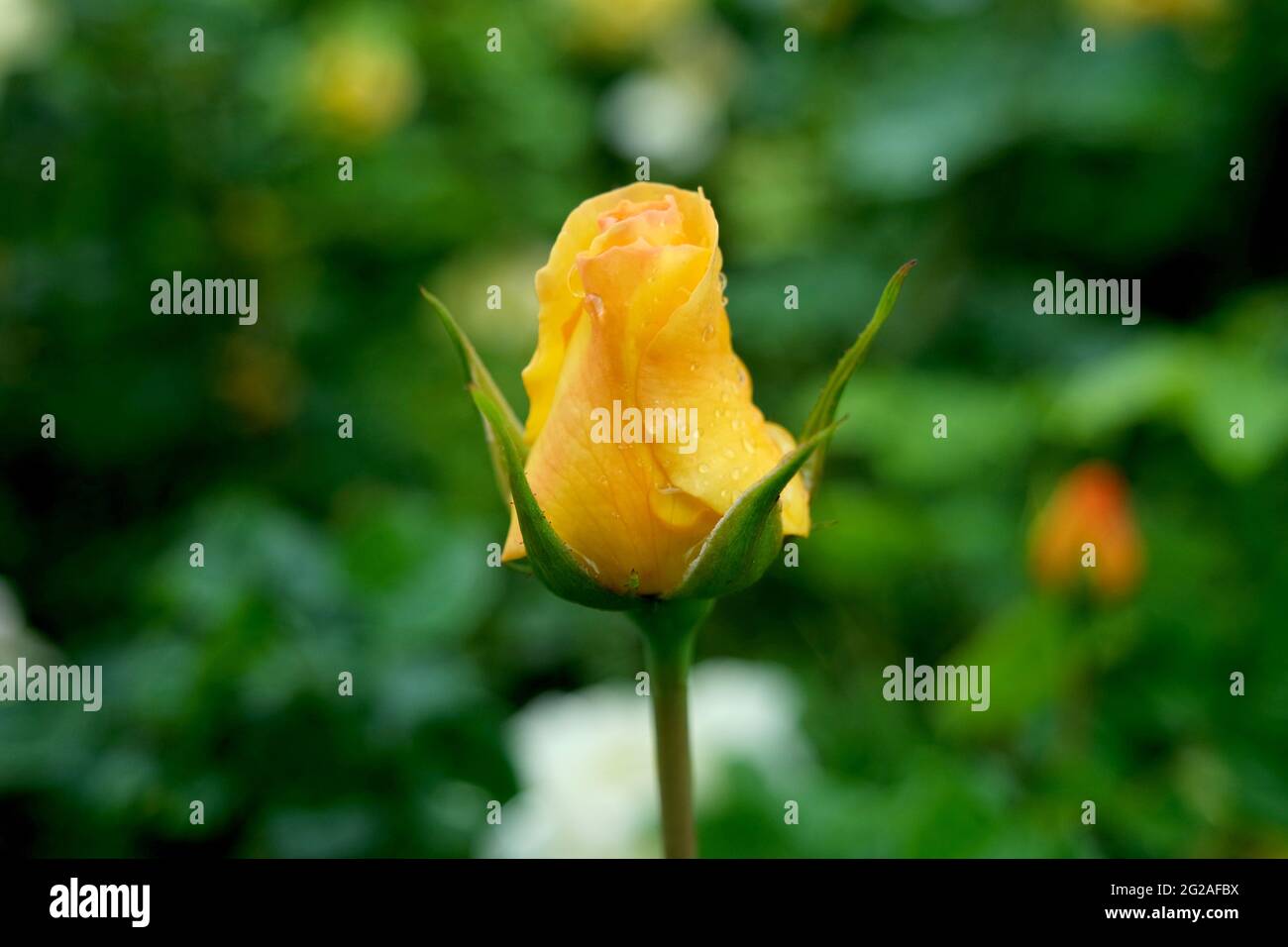 Fresh Yellow Rose Bud nel giardino Foto Stock