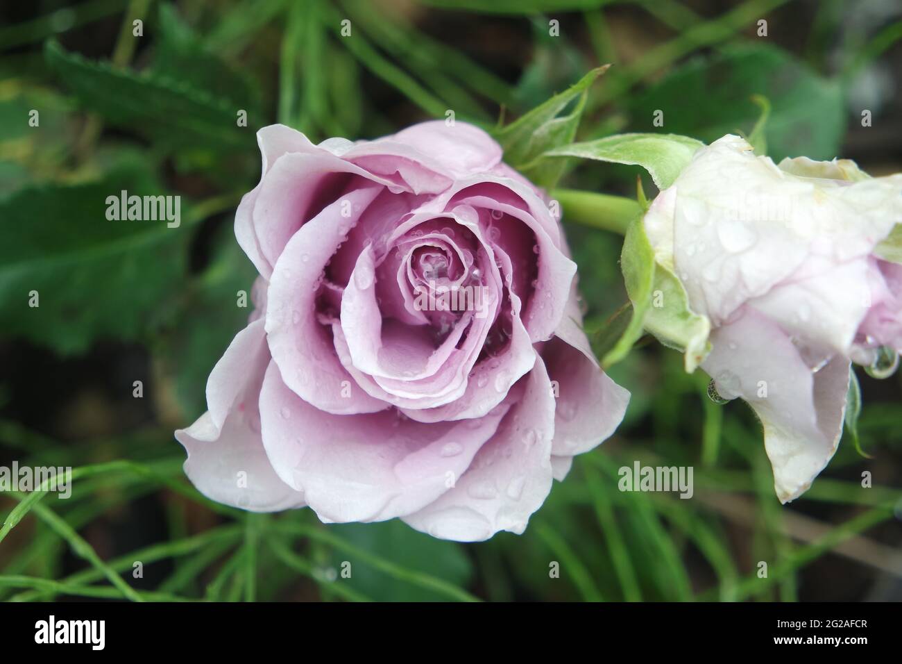 Rose Flower Mainzer Fastnacht con gocce d'acqua Foto Stock