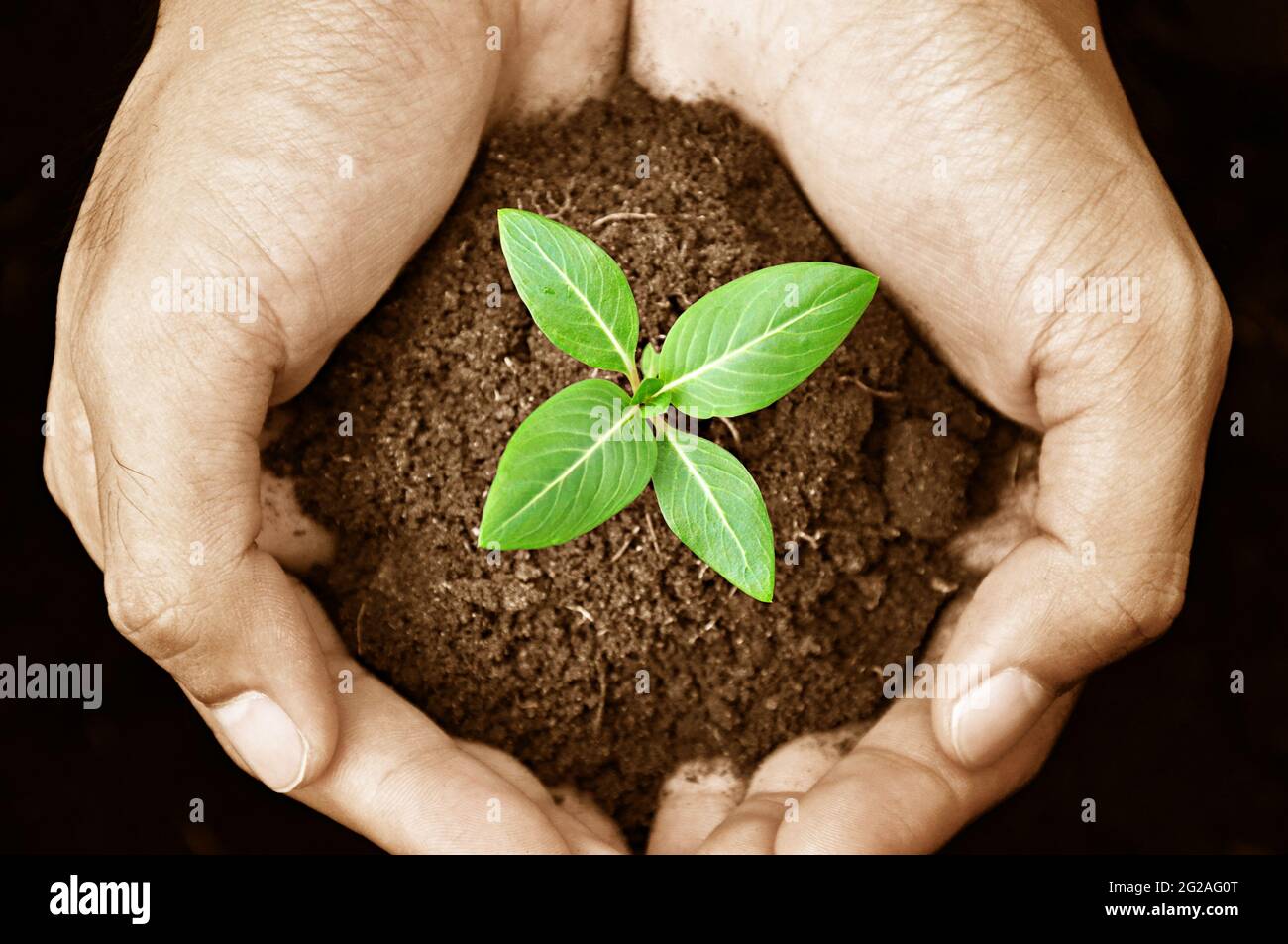 Mani che tengono germoglio verde con suolo Foto Stock