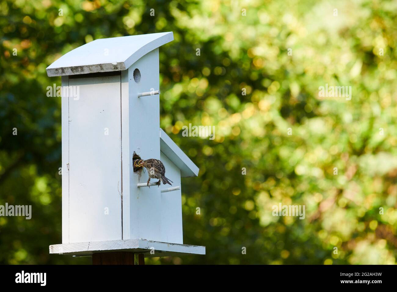 Casa comune Sparrow che allattano i bambini Foto Stock