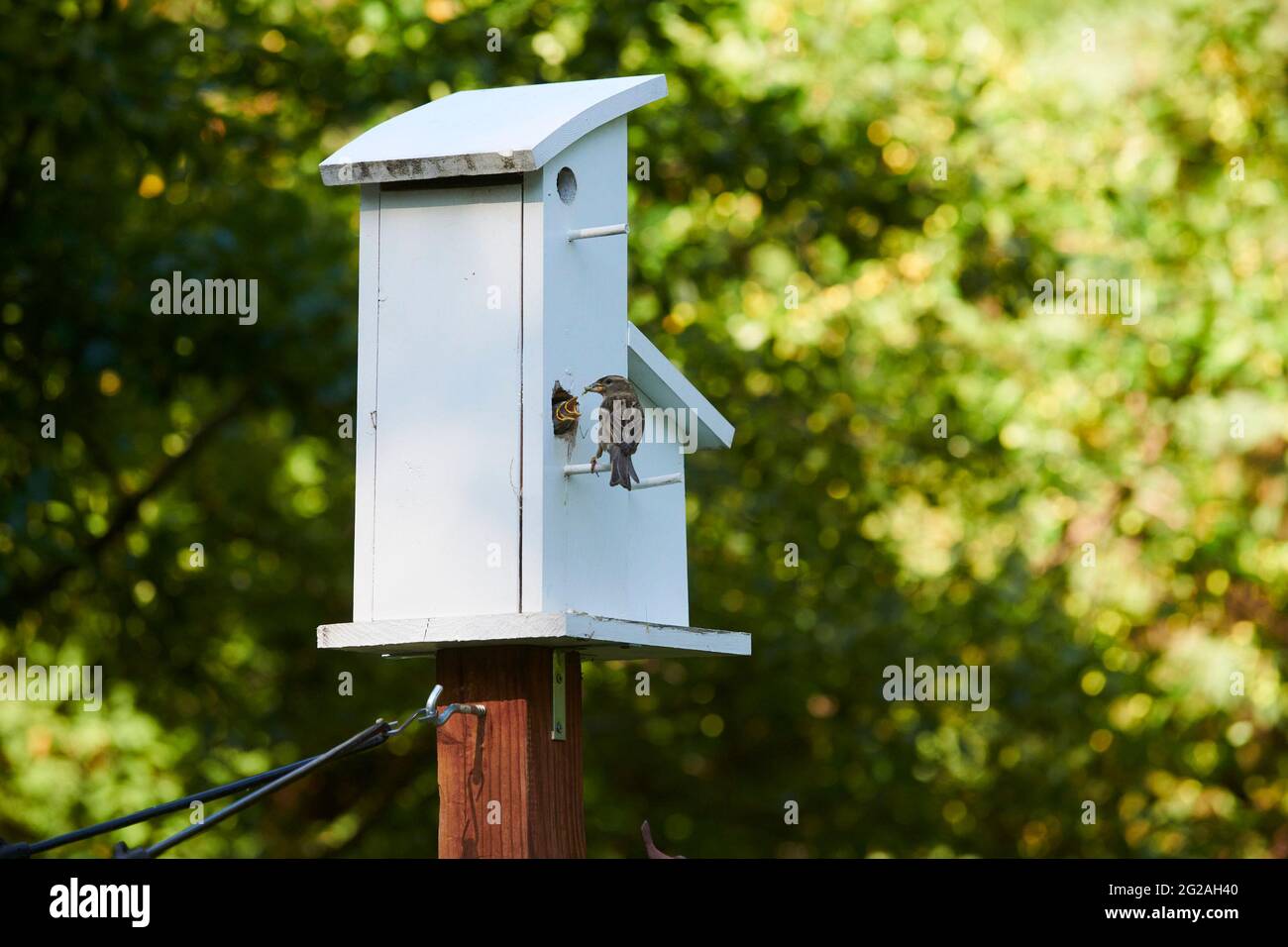 Casa comune Sparrow che allattano i bambini Foto Stock