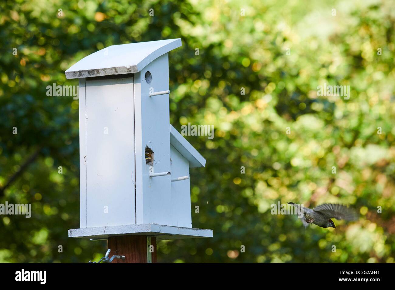 Casa comune Sparrow che allattano i bambini Foto Stock