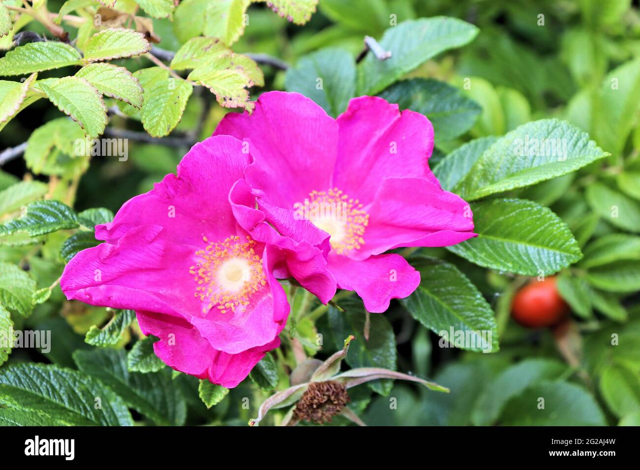 La rosa fiorisce frutti rossi e fiori rosa, in tarda estate Berries e foglie di fianchi di rosa selvatico, fondali colorati Berries e foglie di fianchi di rosa selvatico, c Foto Stock