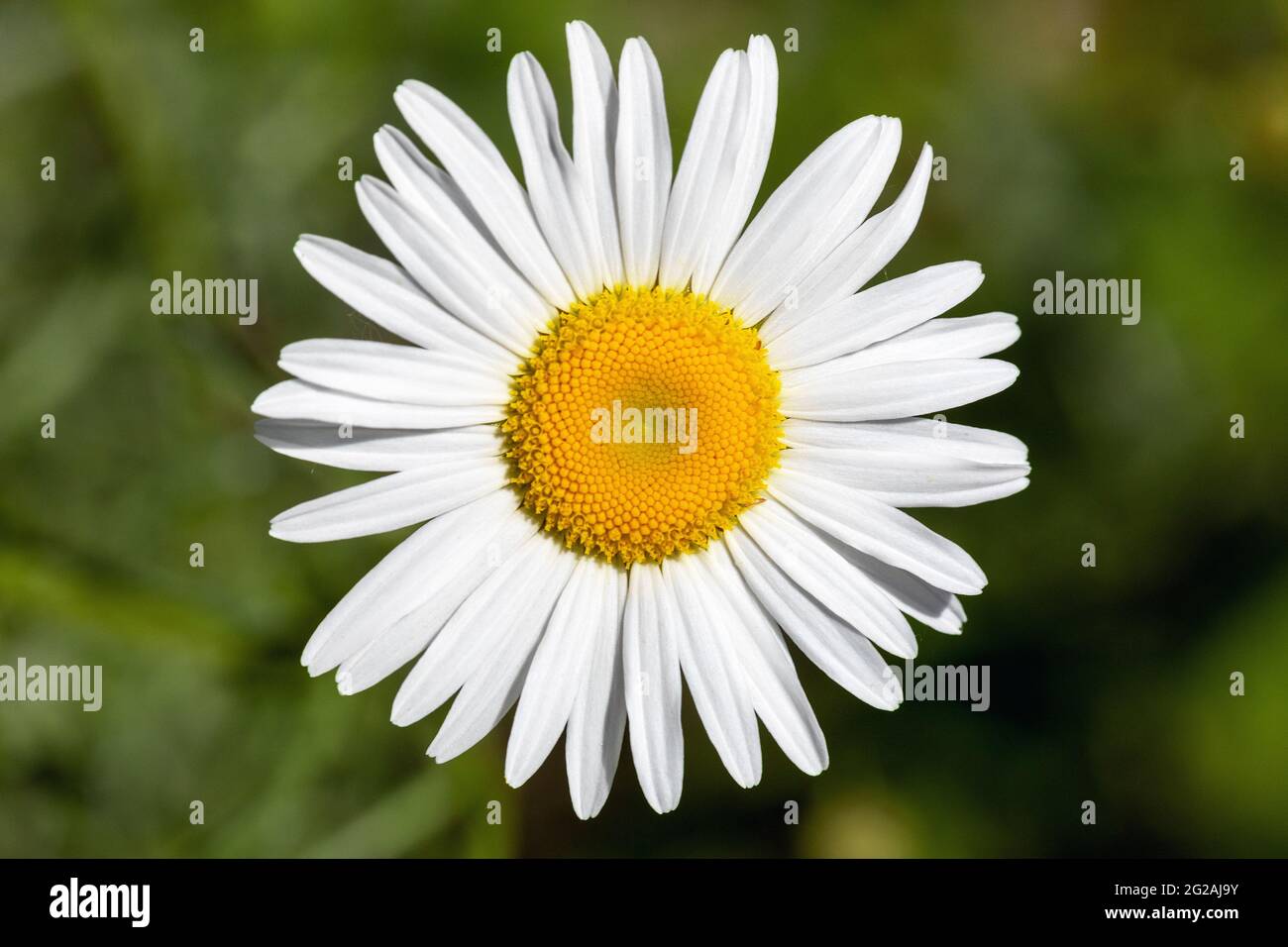 Oxeye daisy flower (Leucanthemum vulgare) in Iowa Foto Stock
