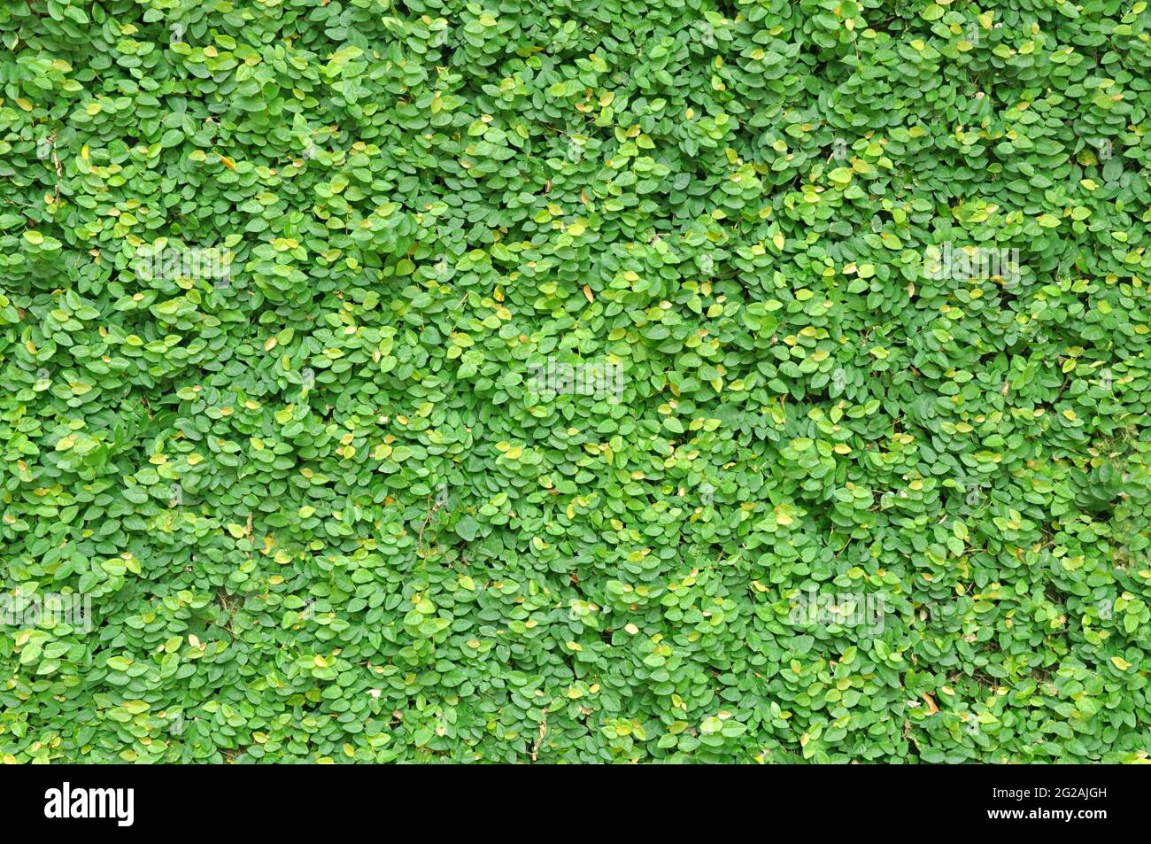 Arrampicata verde Fig impianto sulla parete come sfondo Foto Stock