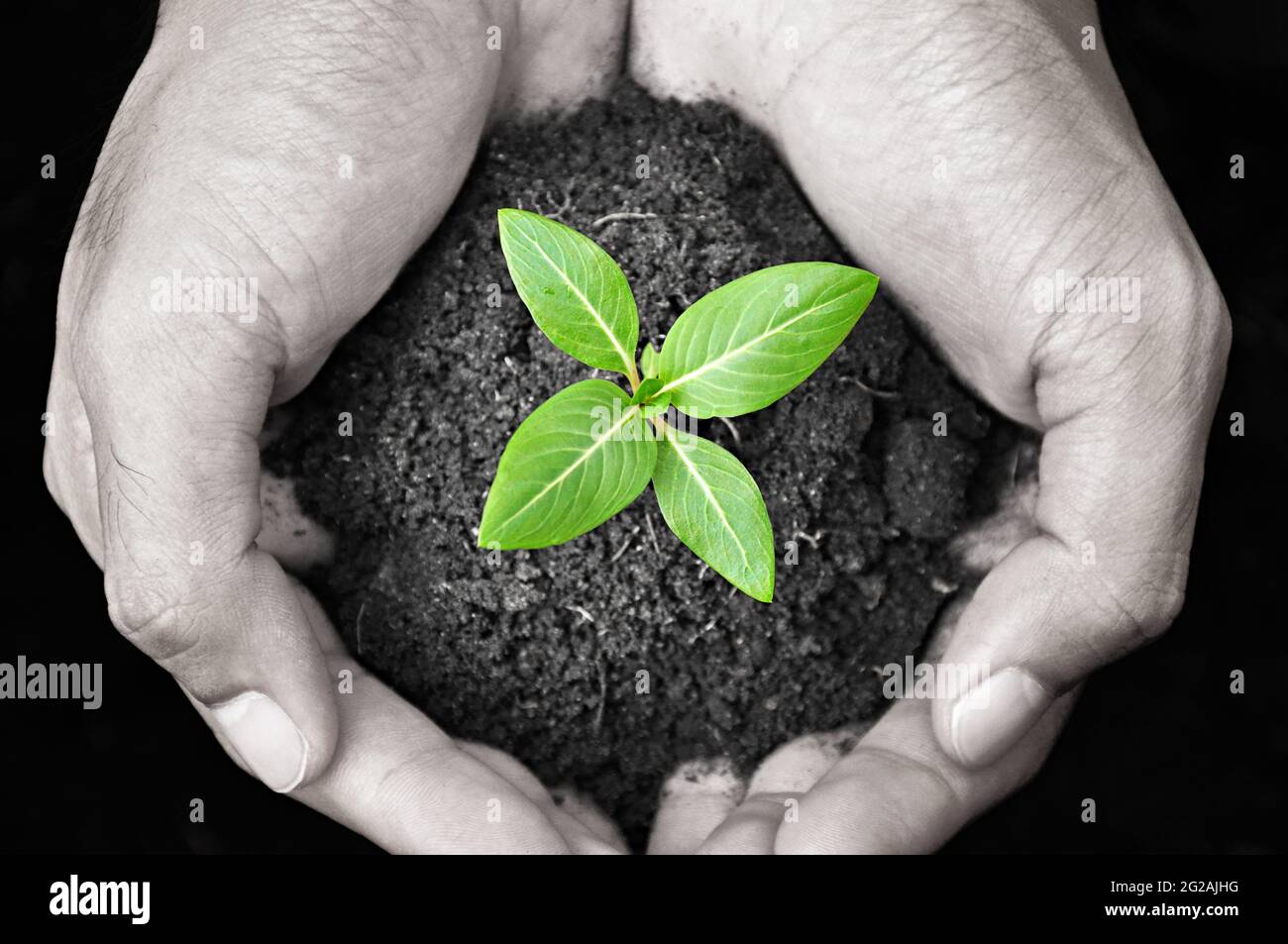 Mani che tengono germoglio verde con suolo Foto Stock